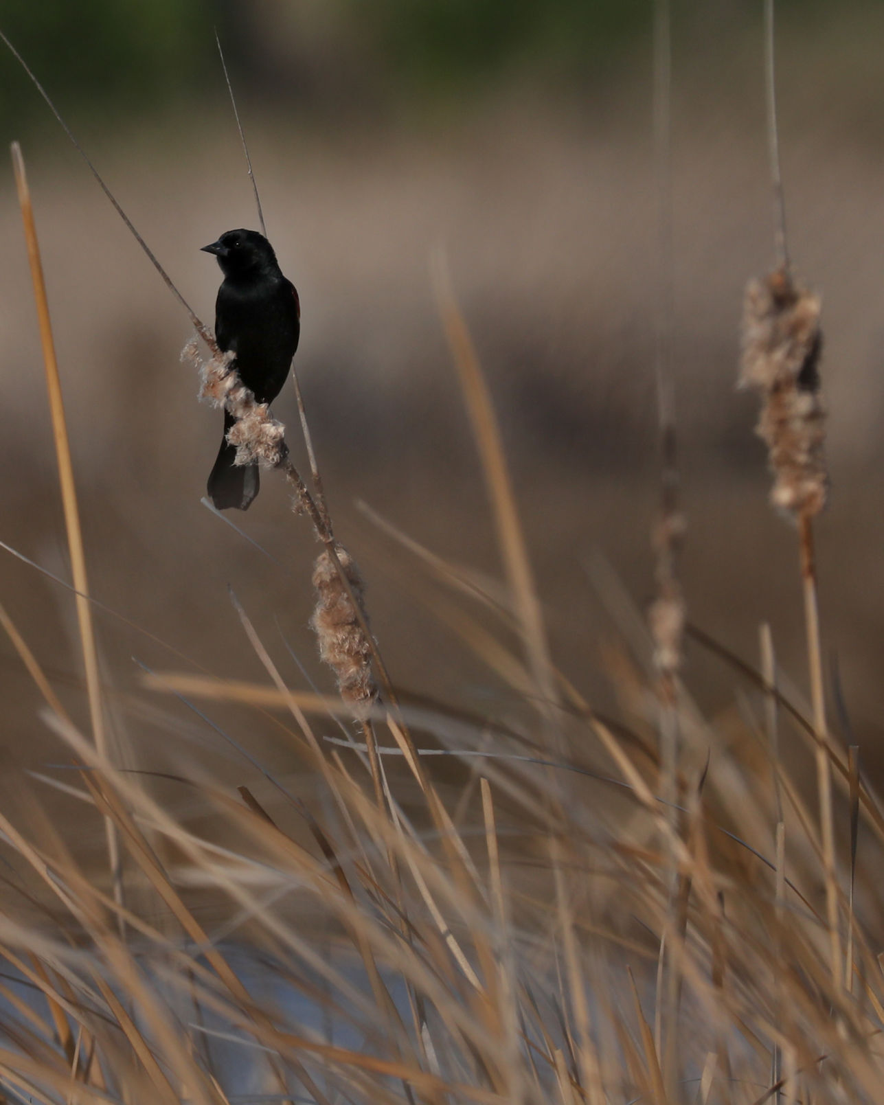 Galveston gets Bird City Texas designation